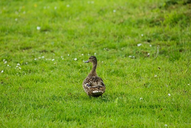 Free download duck bird bird watching nature free picture to be edited with GIMP free online image editor