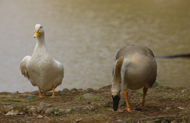 Free download duck bird lake nature caribbean free picture to be edited with GIMP free online image editor