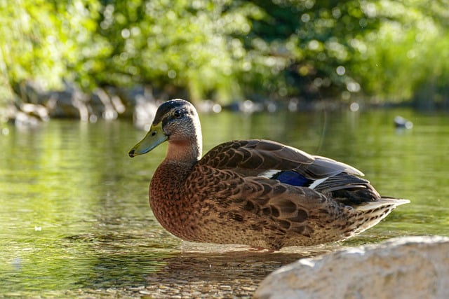 Free download duck bird lake nature waterfowl free picture to be edited with GIMP free online image editor