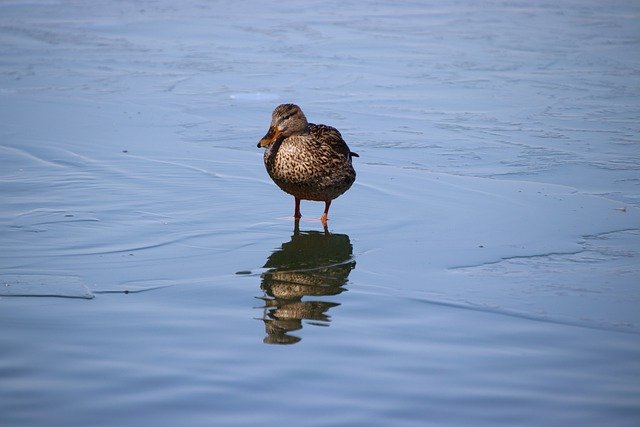 Free download duck bird mallard waterfowl animal free picture to be edited with GIMP free online image editor