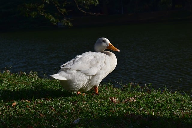 Free download duck bird nature animal free picture to be edited with GIMP free online image editor