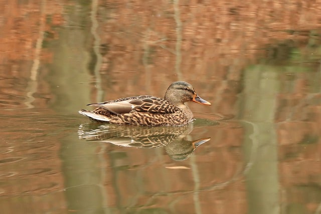 Free download duck bird nature lake waterbird free picture to be edited with GIMP free online image editor