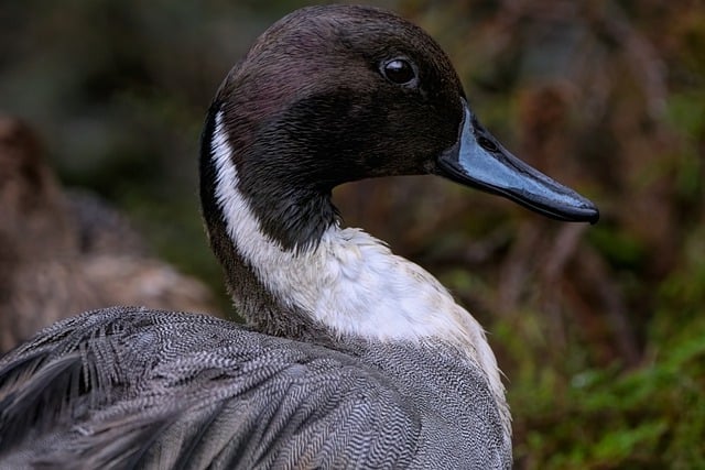 Free download duck bird northern pintail duck free picture to be edited with GIMP free online image editor