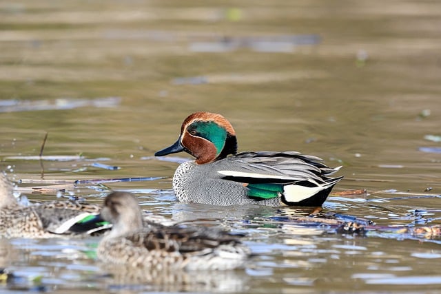 Free download duck bird pond water nature free picture to be edited with GIMP free online image editor