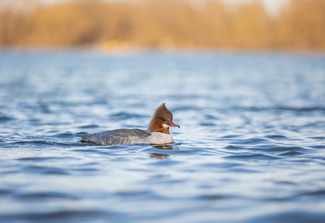 Free download duck bird swim waterfowl free picture to be edited with GIMP free online image editor