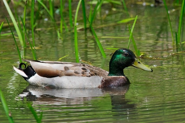 Free download duck bird waterfowl avian free picture to be edited with GIMP free online image editor