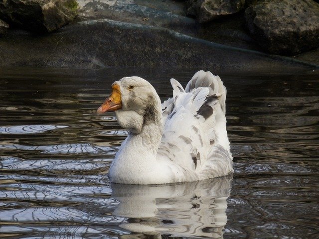 Free download Duck Body Of Water Nature -  free photo or picture to be edited with GIMP online image editor