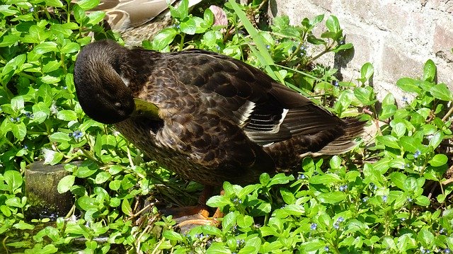 Free download Duck Brown Waterfowl -  free photo or picture to be edited with GIMP online image editor