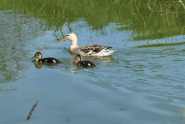 Free download duck chicks ducklings ditch free picture to be edited with GIMP free online image editor