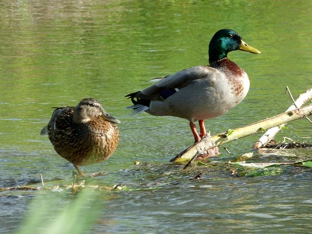 Free download Duck Couple Nature -  free photo or picture to be edited with GIMP online image editor