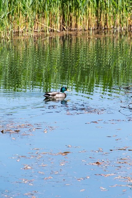 Free download Duck Crossword Pond -  free photo or picture to be edited with GIMP online image editor