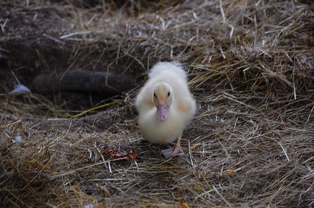 বিনামূল্যে ডাউনলোড করুন Duck Cute Small - বিনামূল্যে ছবি বা ছবি GIMP অনলাইন ইমেজ এডিটর দিয়ে সম্পাদনা করতে হবে