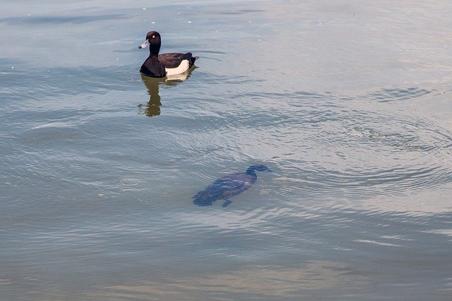 Free download Duck Diving Water -  free photo or picture to be edited with GIMP online image editor