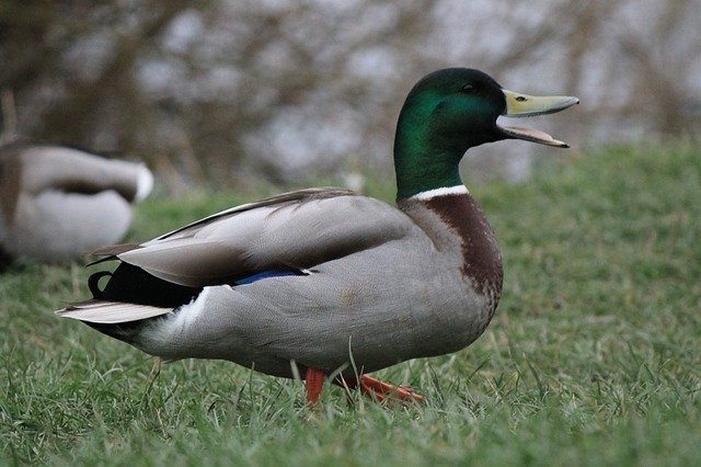 Descarga gratuita Duck Drake Mallard: foto o imagen gratuita para editar con el editor de imágenes en línea GIMP