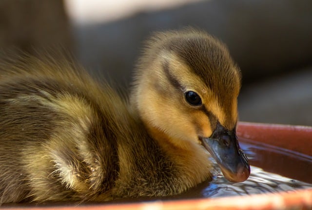 Free download duck duckling bird water bird free picture to be edited with GIMP free online image editor