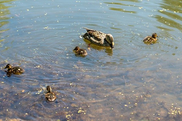 Free download Duck Ducklings Bird -  free photo or picture to be edited with GIMP online image editor