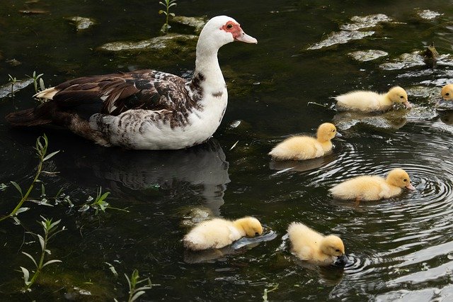 Free download Duck Ducklings Cute -  free photo or picture to be edited with GIMP online image editor