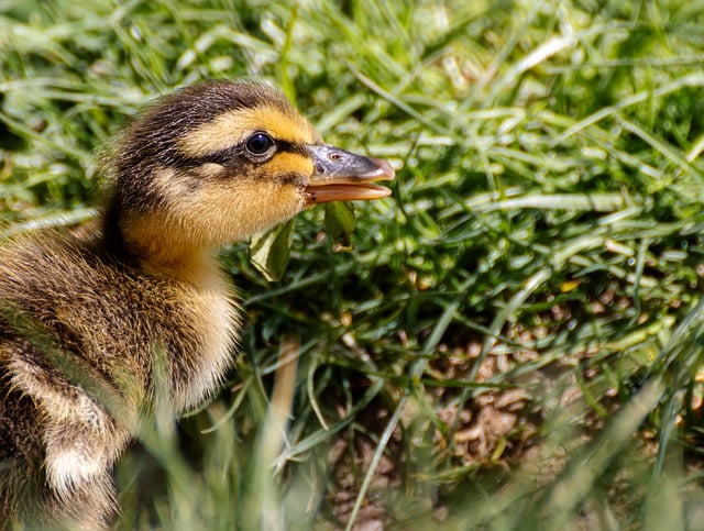 Free download duck ducklings ongoing chick bird free picture to be edited with GIMP free online image editor