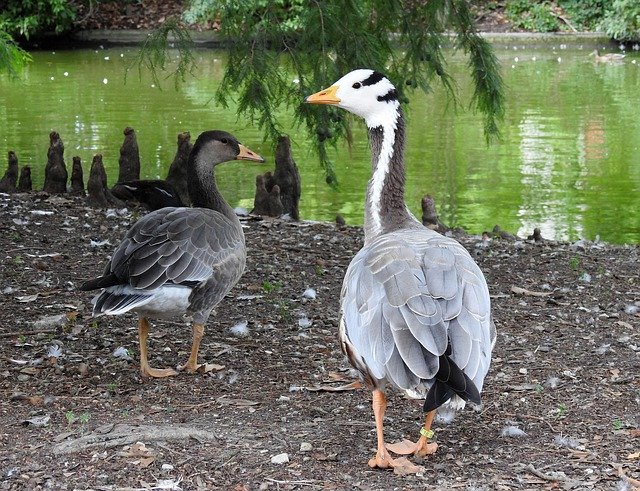 Free download Duck Feathers Bird -  free photo or picture to be edited with GIMP online image editor