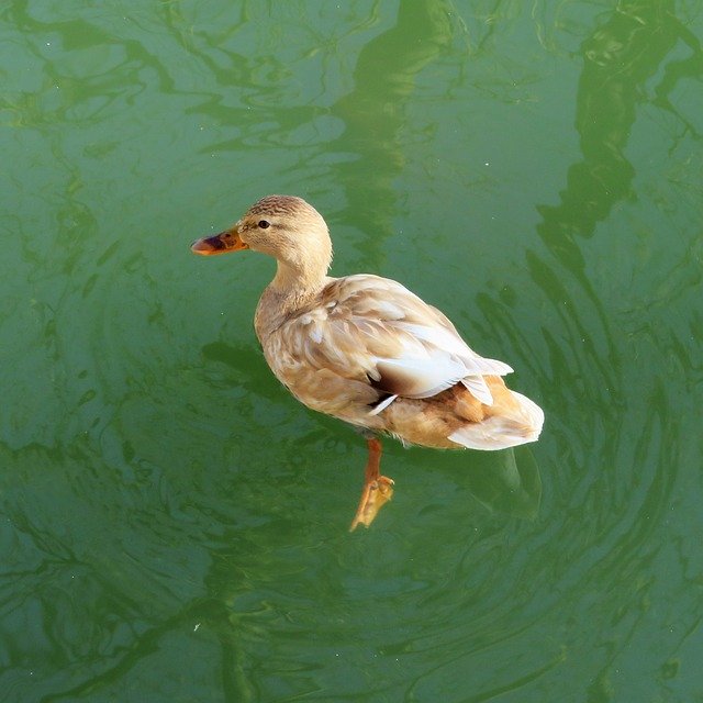 Free download Duck Female River -  free photo or picture to be edited with GIMP online image editor