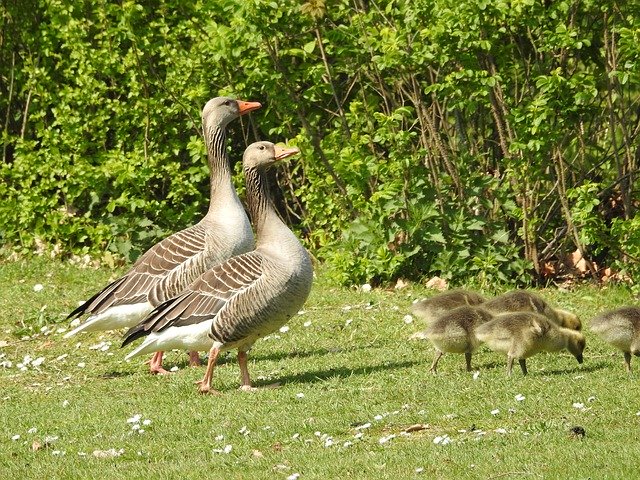 Free download Duck Geese Animal -  free photo or picture to be edited with GIMP online image editor