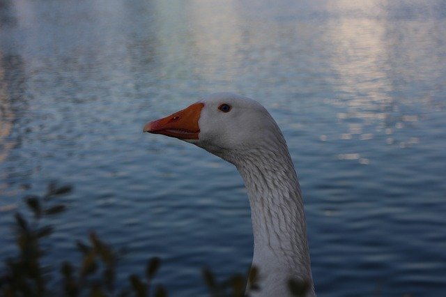 Free download Duck Goose -  free photo or picture to be edited with GIMP online image editor