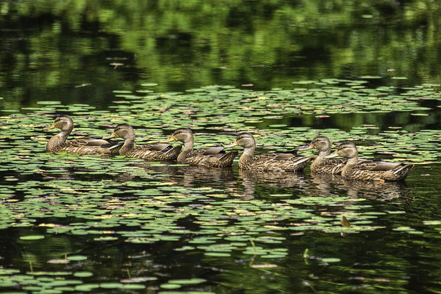 Free download duck goose wate birds canadian free picture to be edited with GIMP free online image editor