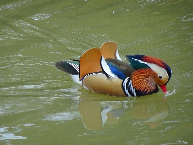 Free download Duck Lake Mandarin Ducks -  free free photo or picture to be edited with GIMP online image editor