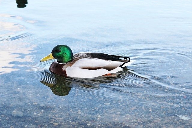 Descărcați gratuit șablonul foto gratuit Duck Lake Water pentru a fi editat cu editorul de imagini online GIMP