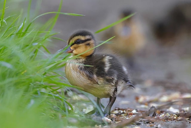 Free download duckling duck bird mallard plumage free picture to be edited with GIMP free online image editor