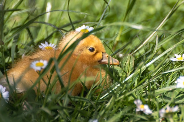 Free download duckling duck chick grass meadow free picture to be edited with GIMP free online image editor