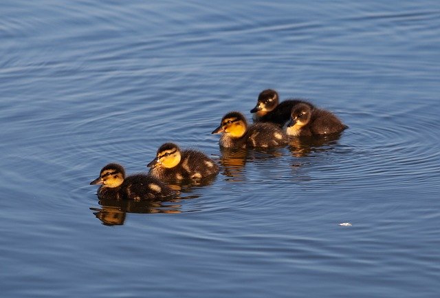 Free download Ducklings Baby Ducks Duckling -  free photo or picture to be edited with GIMP online image editor