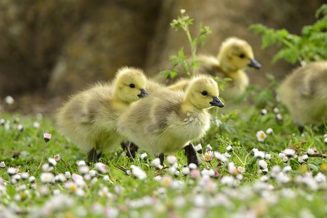 Free download ducklings ducks animals free picture to be edited with GIMP free online image editor