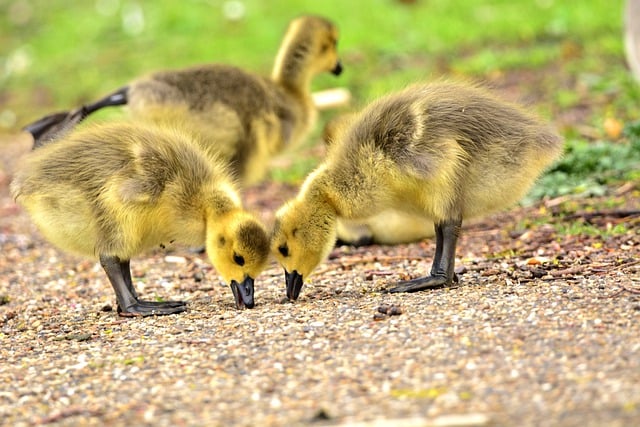 Free download ducklings ducks birds waterfowl free picture to be edited with GIMP free online image editor