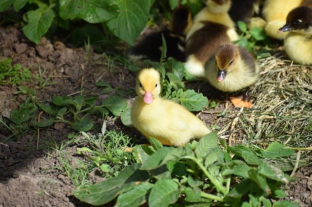 Free download Ducklings Yellow Small -  free photo or picture to be edited with GIMP online image editor