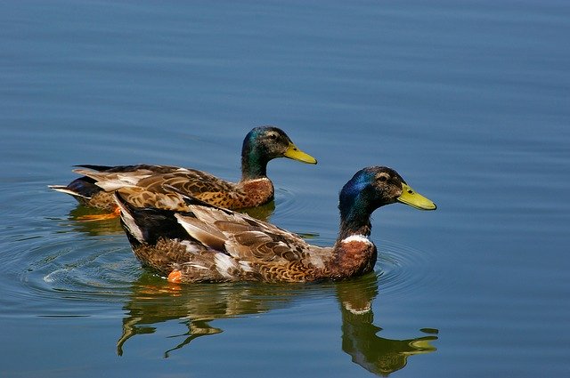 Free download Duck Mallard Animals -  free photo or picture to be edited with GIMP online image editor