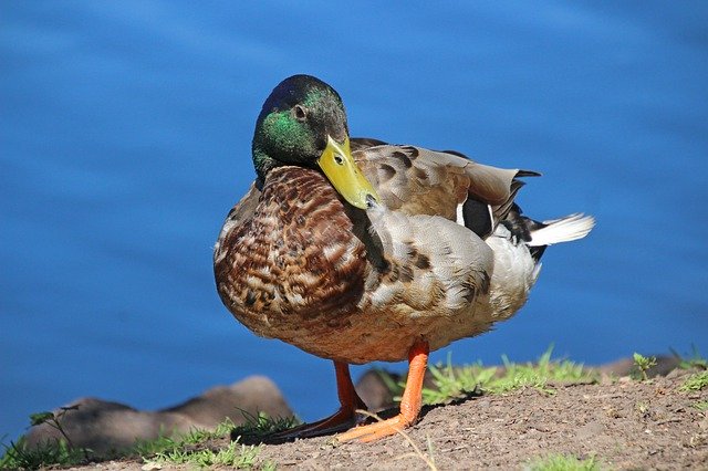 Free download Duck Mallard Animal Water -  free photo or picture to be edited with GIMP online image editor