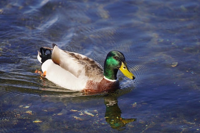 Free download duck mallard beak feathers plumage free picture to be edited with GIMP free online image editor