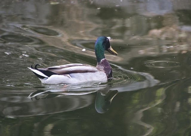 Free download duck mallard bird lake waterfowl free picture to be edited with GIMP free online image editor