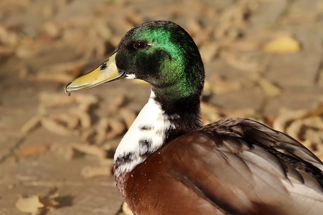 Free download duck mallard drake water bird free picture to be edited with GIMP free online image editor