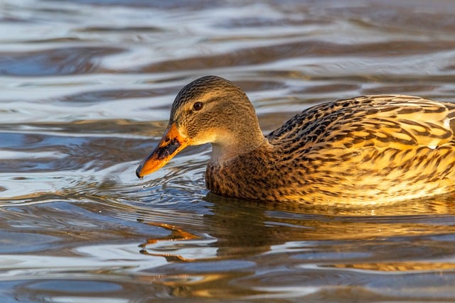 Free download duck mallard duck mallard bird free picture to be edited with GIMP free online image editor