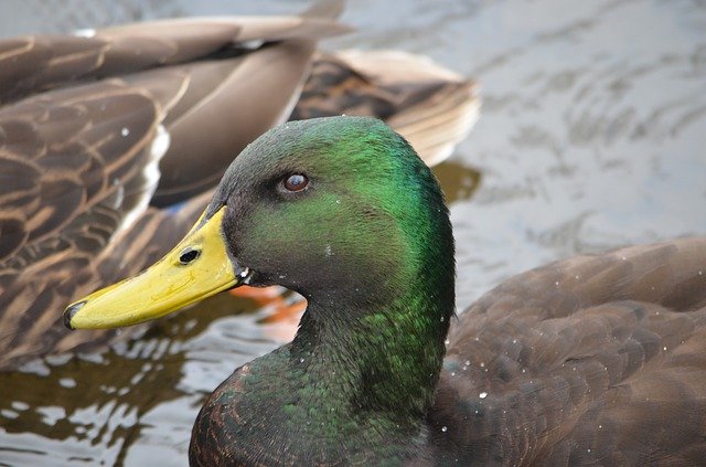 Free download Duck Mallard Green -  free photo or picture to be edited with GIMP online image editor