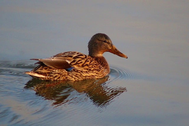 Free download duck mallard lake waterfowl free picture to be edited with GIMP free online image editor