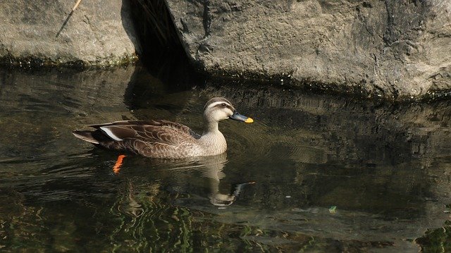 Free download Duck Mallard New -  free photo or picture to be edited with GIMP online image editor