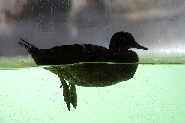 Free download Duck Mallard Underwater -  free photo or picture to be edited with GIMP online image editor