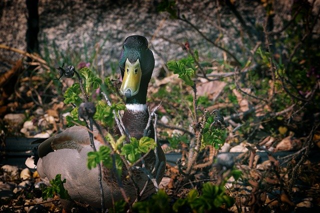 Free download Duck Mallard Water Bird -  free photo or picture to be edited with GIMP online image editor