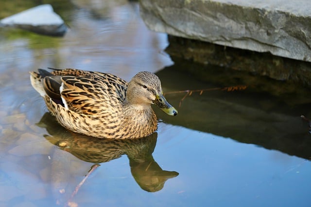 Free download duck mallard water bird bird pond free picture to be edited with GIMP free online image editor