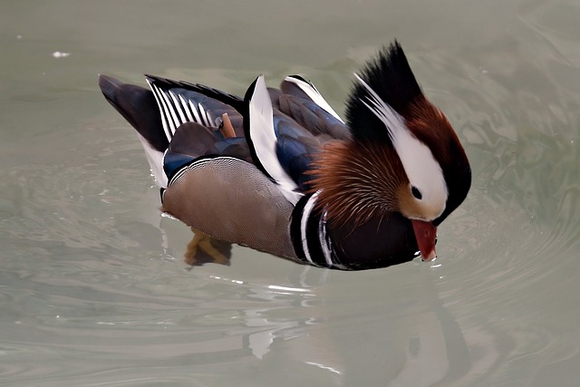 Free download duck mandarin duck water bird bird free picture to be edited with GIMP free online image editor