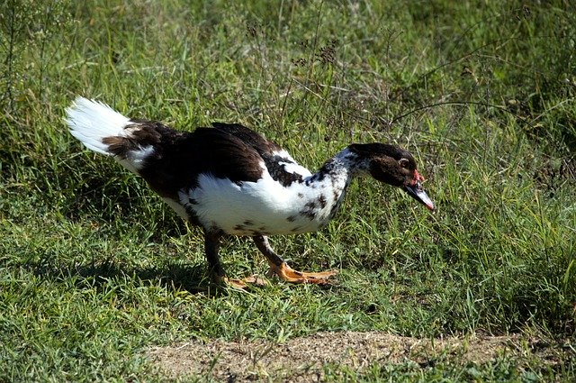 Free download Duck Nature Animals -  free photo or picture to be edited with GIMP online image editor