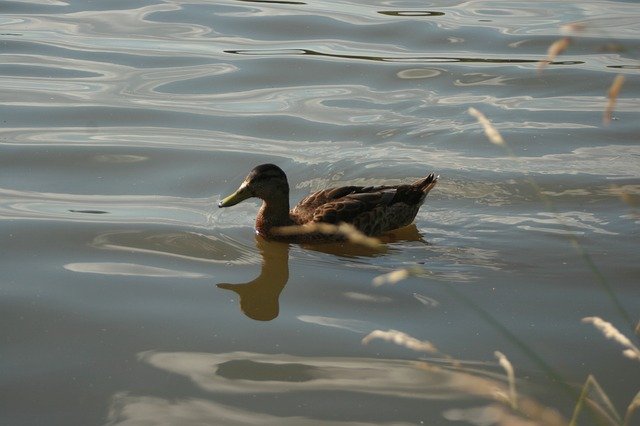 Free download Duck Nature Bird -  free photo or picture to be edited with GIMP online image editor